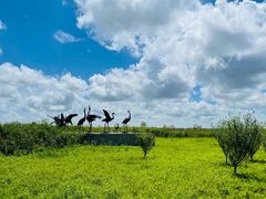 -盐城丹顶鹤湿地生态旅游区
