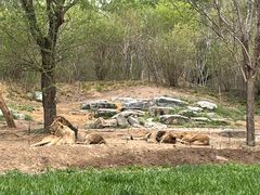 -北京野生动物园