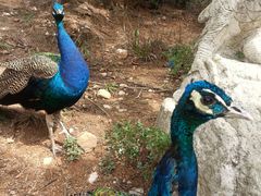 -西霞口神雕山野生动物世界