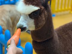 -呼吸森林·生态农庄农家乐私房菜