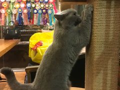 -more than meow吴止猫主题餐厅(承德 中船汇店)