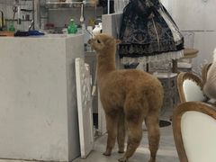 -共舞时光猫咖·狗咖(新街口店)