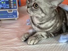 -瑞派福兴宠物医院犬猫全科·骨科·中西医结合(河东店)