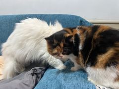 -伟伟宠物医院·CT影像中心·瑞派犬猫综合性门诊(汉口总院)