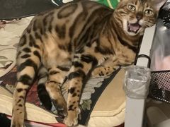 -猫十亿·布偶金渐层·曼基康矮脚猫舍(青年路店)