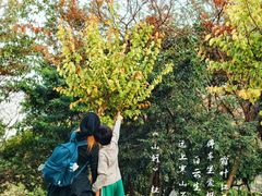 -黄埔油麻山森林公园