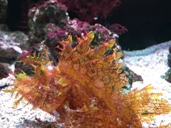 -暹罗海洋世界
