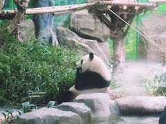 -灵玲国际马戏城