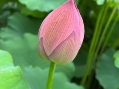 -陈家山荷花公园