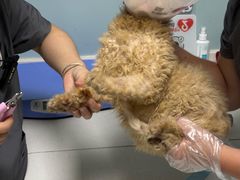 -中农大我爱我爱24h动物医院·中医针灸·猫专科·骨科医疗中心(双井店)
