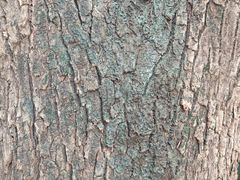 -深圳少年儿童图书馆