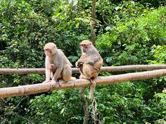 -西双版纳原始森林公园