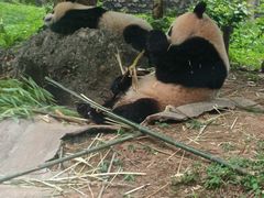 -都江堰中华大熊猫苑