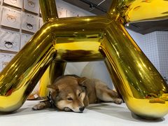 -柴务处·柴犬主题狗咖