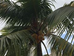 -东郊椰林