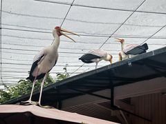 -吉隆坡雀鸟公园