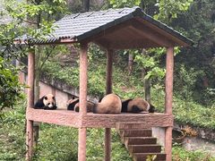 -中国大熊猫保护研究中心雅安碧峰峡基地