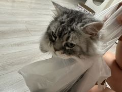 -艾贝尔宠物医院·宠保定点·超声绝育·免疫点(樱花路店)