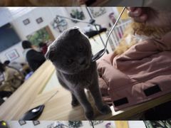 -平行世界·猫咖(首经贸店)