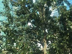 -中央广播电视总台(光华路办公区)