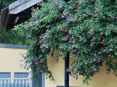 -颐和路民国时期公馆风貌区