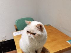 -猫色咖啡·猫咖