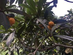 -塘栖枇杷特色园区