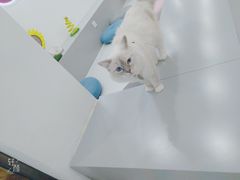 -糯米喵星人·撸猫猫舍咖啡馆(西市场嘉华店)