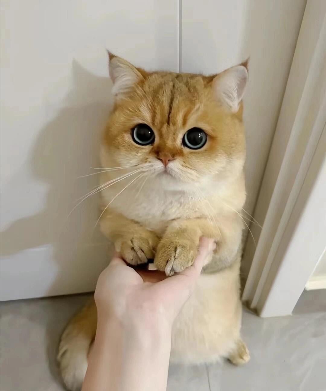 你们的小猫咪会认错吗?