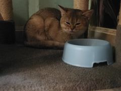 -猫小院猫主题餐厅(三里屯店)