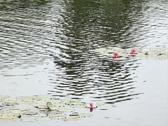 -白鹭湾湿地公园