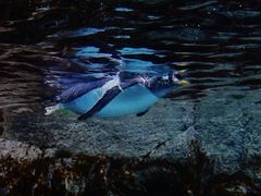 -成都浩海立方海洋公园