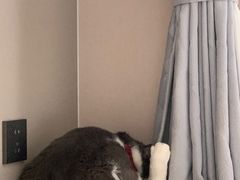 -关爱宠物医院·猫科中心·消化科(滨湖万达分院)