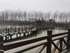 -合肥滨湖国家森林公园