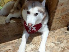 -Husky Go! 哈士奇体验馆·宠物咖啡厅狗咖