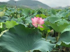 -长兴太湖图影湿地文化园