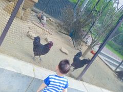 -合肥滨湖国家森林公园