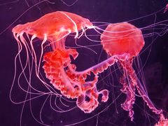 -珠海长隆海洋王国