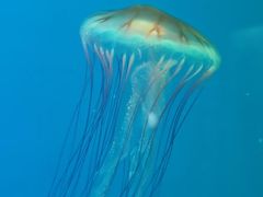 -芜湖新华联大白鲸海洋公园