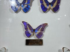 -上海昆虫博物馆