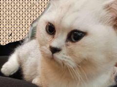 -猫小院猫主题餐厅(三里屯店)
