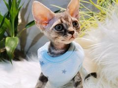 -70cat德文卷毛猫·缅因猫纯种猫舍