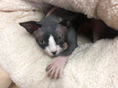 -猫和宫(六道口店)