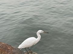 -深圳湾公园(南山区)