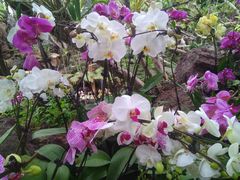 -南通洲际绿博园