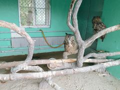 -西霞口神雕山野生动物世界