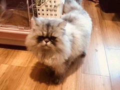 -藦茜花园宠物主题亲子互动体验馆(国顺东路店)