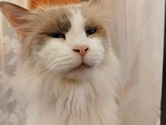 -共舞时光猫咖·狗咖(新街口店)