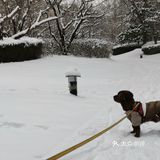 布朗泥和布朗尼