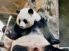 -成都动物园